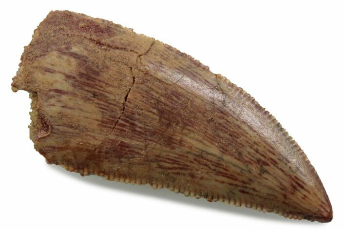 Serrated Raptor Tooth - Real Dinosaur Tooth #376395